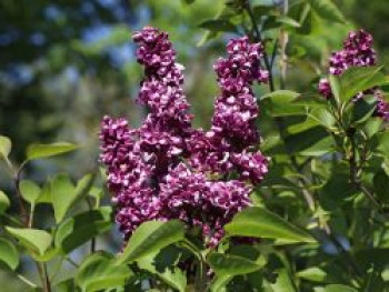 Edelflieder 'Charles Joly', 80-100 cm, Syringa vulgaris 'Charles Joly', Containerware von Syringa vulgaris 'Charles Joly'