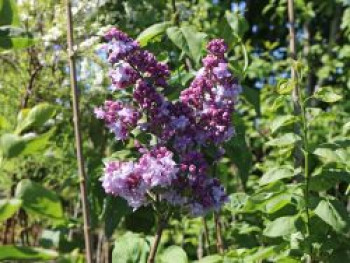 Edelflieder 'Katharine Havemeyer', 60-100 cm, Syringa vulgaris 'Katharine Havemeyer', Containerware Edelflieder 'Katharine Havemeyer', 60-100 cm, Syringa vulgaris 'Katharine Havemeyer', Containerware von Syringa vulgaris 'Katharine Havemeyer'