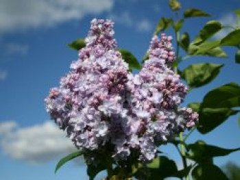 Edelflieder 'Michel Buchner', 80-100 cm, Syringa vulgaris 'Michel Buchner', Containerware von Syringa vulgaris 'Michel Buchner'