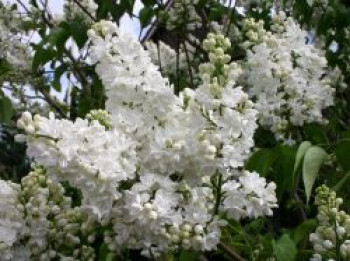 Edelflieder 'Mme Lemoine', 30-40 cm, Syringa vulgaris 'Mme Lemoine', Containerware von Syringa vulgaris 'Mme Lemoine'