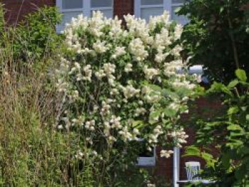 Edelflieder 'Primrose', 30-40 cm, Syringa vulgaris 'Primrose', Containerware von Syringa vulgaris 'Primrose'