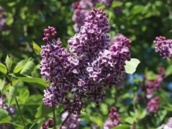 Edelflieder 'Sensation', 40-60 cm, Syringa vulgaris 'Sensation', Containerware von Syringa vulgaris 'Sensation'