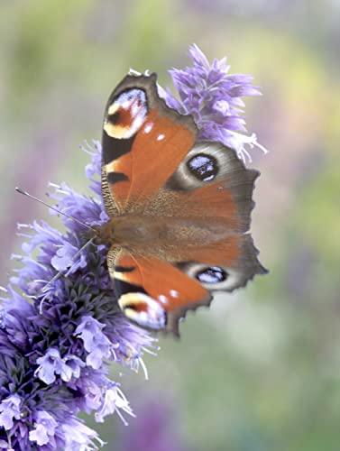 Agastache, Aniskraut (Bio-Saatgut) von Syringa