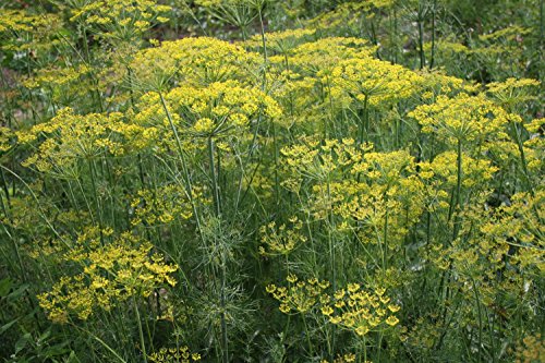 Dill (Bio-Saatgut) 400 Samen von Syringa