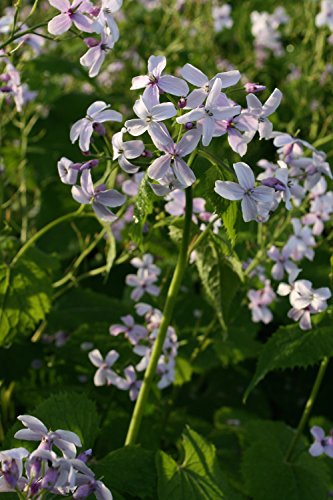 Mondviole, Wildes Silberblatt (Bio-Saatgut) 30 Samen von Syringa
