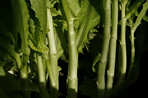 Spargelsalat (Saatgut) von Syringa