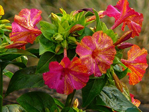 Wunderblume (Bio-Saatgut) 20 Samen von Syringa