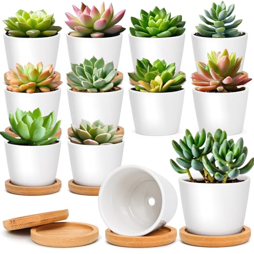 T4U Keramik Sukkulenten Töpfe Kaktus Pflanze Töpfe Mini Blumentöpfe mit untersetzer Runde Weiß (Φ6.5CM, 12er Set) von T4U