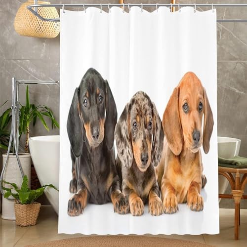 TACOKI 3D Duschvorhang 200x200 Dackel Duschvorhang Dackel Bad Vorhang Antischimmel Wasserdicht Duschvorhänge Textil Polyester für Badezimmer Badewannen mit 12 Haken b5451 TACOKI 3D Duschvorhang 200x200 Dackel Duschvorhang Dackel Bad Vorhang Antischimmel Wasserdicht Duschvorhänge Textil Polyester für Badezimmer Badewannen mit 12 Haken b5451 von TACOKI