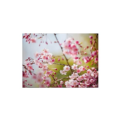 TADESSI Leinwandbild Blumen Floral M1-No.50280 | Wandbild Rosa | Keilrahmen Natur Blüten | 71 x 51 cm von TADESSI