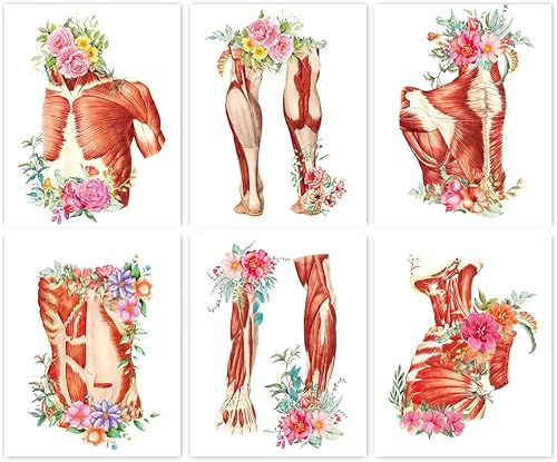 TANXM Aquarell-Muskel-Anatomie-Kunstposter, Muskelsystem-Kunstdruck, menschliche Physiologie, Kunstposter, medizinische Kunstdekoration, Massage-Klinik-Kunst, 6er-Set (20,3 x 25,4 cm, ohne Rahmen von TANXM