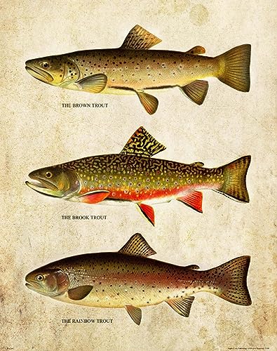 TANYANG Vintage Forelle Fliegenfischen Wand Kunstdruck Poster Leinwand Malerei Bild Home Wand Dekor 30X40Cm Kein Rahmen von TANYANG