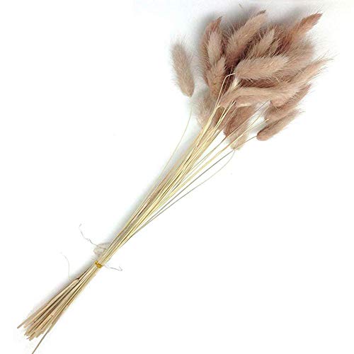 TAOYUN 30pcs Natürliche Kaninchenschwanz Gras Hase Schwanz Getrocknete Blumen Blumensträuße Foto Requisiten Vase DIY Kränze Hochzeitsdeko Elegante Boho Wohnkultur von TAOYUN