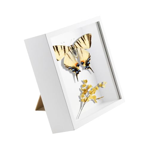 TENGYIF 3D Bilderrahmen Zum Befüllen, 3D Bilderrahmen Tief 20x20 cm Objektrahmen mit Transparente Acrylglas, Tiefer Rahmen für Objekte bis 5cm, 3D Rahmen Weiß für Wandbehang oder Desktop TENGYIF 3D Bilderrahmen Zum Befüllen, 3D Bilderrahmen Tief 20x20 cm Objektrahmen mit Transparente Acrylglas, Tiefer Rahmen für Objekte bis 5cm, 3D Rahmen Weiß für Wandbehang oder Desktop von TENGYIF
