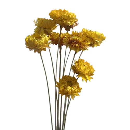 10pcs Natürliche Getrocknete 23 6 Zoll Für Hochzeitsstraußtisch Mittelstücke Vase Arrangement Photography Hochzeitsblumenarrangement von TENYELE