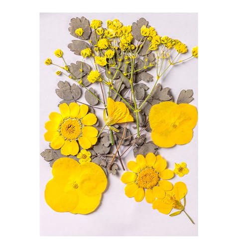 12pcs Pressed Blumenkunsthandwerksverschmutzung Vorräte Für Handgefertigte Lesezeichen Kerzenschmuck Machen Scrapbooking Home Dekoration 12pcs Pressed Blumenkunsthandwerksverschmutzung Vorräte Für Handgefertigte Lesezeichen Kerzenschmuck Machen Scrapbooking Home Dekoration von TENYELE