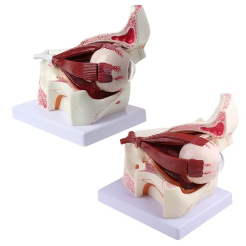 Silikonform für Untersetzer aus Kunstharz, 3-mal menschliches Augapfel und Augenlid, Skelettmodell, anatomisches Studium, Display F Silikonform für Untersetzer aus Kunstharz, 3-mal menschliches Augapfel und Augenlid, Skelettmodell, anatomisches Studium, Display F von TENYELE