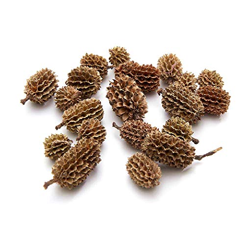 TGG Casuarina Zapfen Natur, 1kg Beutel 1-2cm, kleine Bastelzapfen !!! von TGG