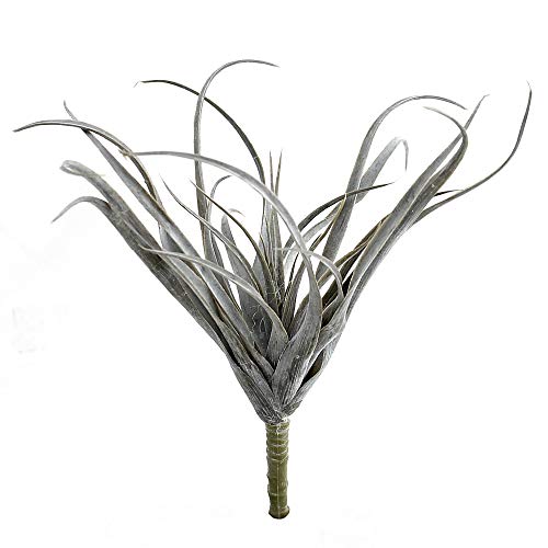 TGG Tillandsia Pflanze, Kunststoff Busch Outdoor L25cm komplett !!! (graugrün) von TGG