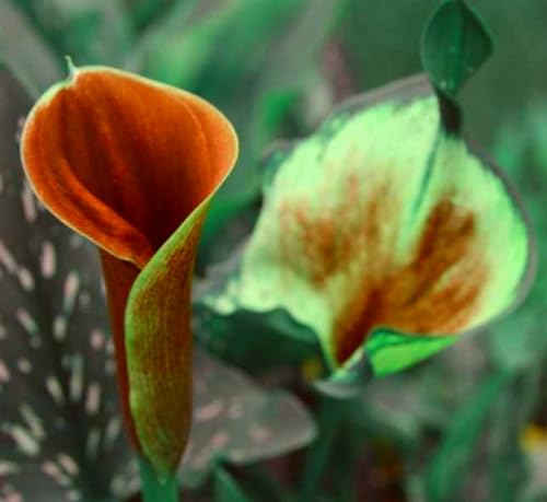 calla lily -Calla-Lilienzwiebeln – leuchtende Farben – Pflanzen-Extrem kältetolerant von THAMBA