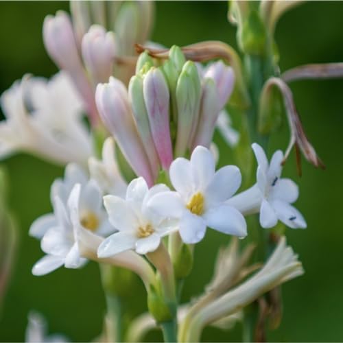 tuberose zwiebel –Leuchtende Farben –Pflanzen –Extrem kältetolerant von THAMBA