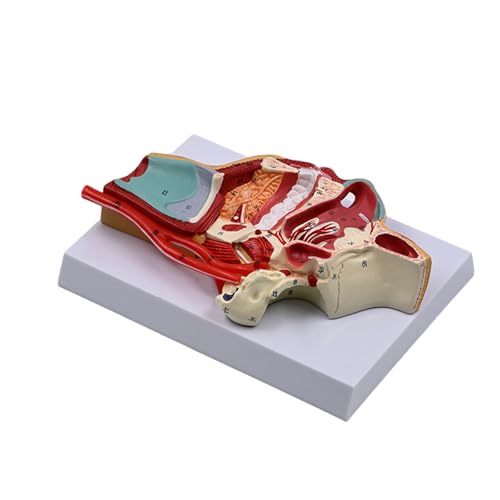 Human Orals Hohlraummodell Medizinische Modell Humanes Nasenhöhlenmodell Unterrichtsausrüstung Hohlraum Hals Anatomisches Modell von THINCAN