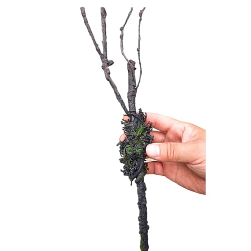 Reptilien Pflanzen Weinrebe Zum Klettern des Lebensraums Decors Zweig Mit Blättern Für Eidechsen Spinnen Schlangen Versteck Flexible Reptilien Rebe Reptilien Pflanzen Weinrebe Zum Klettern des Lebensraums Decors Zweig Mit Blättern Für Eidechsen Spinnen Schlangen Versteck Flexible Reptilien Rebe von THINCAN