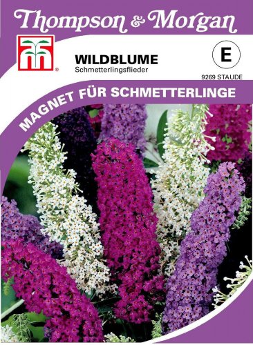 Wildblume Sommerflieder von Thompson & Morgan von Thompson & Morgan