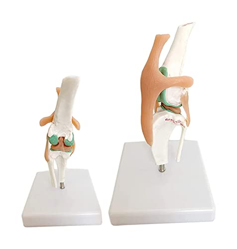 THj Pädagogisches Modell Hund Kniegelenk Modell Tiergelenk Anatomie Modell Medizinisch Anatomisches Kniegelenk Modell mit Band (Größe: 16x13x20cm) von THj