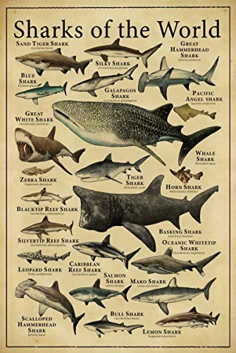 Shark Knowledge Metall-Blechschild Sharks Of The World Retro-Poster Schule Bildung Bauernhof Wohnzimmer Badezimmer Küche Zuhause Kunst Wanddekoration Schild Geschenk Shark Knowledge Metall-Blechschild Sharks Of The World Retro-Poster Schule Bildung Bauernhof Wohnzimmer Badezimmer Küche Zuhause Kunst Wanddekoration Schild Geschenk von TIMEGOAT