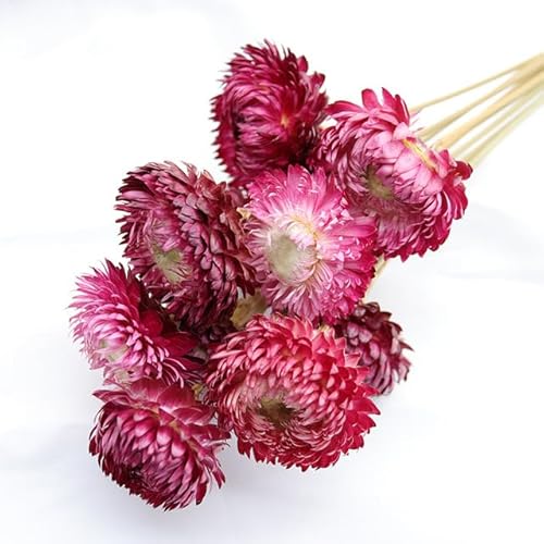 Trockene Blumen-Gänseblümchen-Kopf-DIY-unsterbliche Hochzeits-Arrangement-Blumen-Stroh-Chrysanthemen-getrocknete natürliche Heim- Raum-Tisch-Ornamente von TIVAS