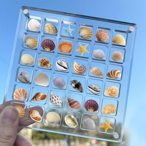TKODNYD Acrylic Magnetic Seashell Display Box, 36 Grids Muschel Aufbewahrungsbox, Magnetische Muschel Ausstellungsbox, Klare Diamant Edelstein Muschel Seestern Schmuck Organizer Box, Keine Muscheln von TKODNYD