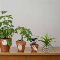 6 StüCk Luft Pflanzen StäNder BehäLter Tillandsia Halter Edelstahl Werks Regale Ananas Basis von TLILY