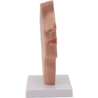 Tlily - Nasen HöHlen Hals Anatomie Modell Menschliches Anatomisches Pharynx Larynx für Studenten Studien Display Lehre Tlily - Nasen HöHlen Hals Anatomie Modell Menschliches Anatomisches Pharynx Larynx für Studenten Studien Display Lehre von TLILY