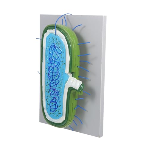 TOBBOMEY Vergrößertes Zellkernmodell mit Detaillierter Zellstruktur für Biologieunterricht Anatomisches Wissenschaftsmodell für Schüler und Lehrmaterial zur Zellorganellen-darstellung TOBBOMEY Vergrößertes Zellkernmodell mit Detaillierter Zellstruktur für Biologieunterricht Anatomisches Wissenschaftsmodell für Schüler und Lehrmaterial zur Zellorganellen-darstellung von TOBBOMEY