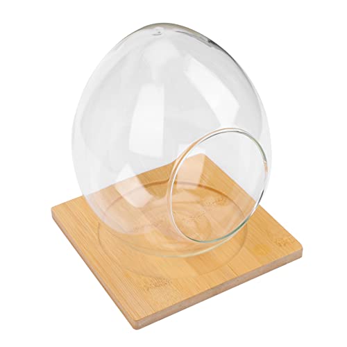 TOGEVAL Großes Mikrolandschafts Terrarium mit Stabilem Sockel Dekorative Desktop Ornament Pflanzenvase für DIY Moos und Sukkulenten Transparentes Langlebiges Ei Glasgefäß für und Büro von TOGEVAL