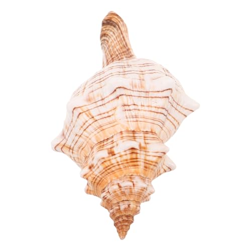 TOGEVAL Natürliche Meeresschnecke Muschel Fadebeständig Vielseitig als Vase Füller Aquarium Deko und Strandparty Ornament für Kleine Kakteenpflanzen und Küsten Wohnambiente von TOGEVAL