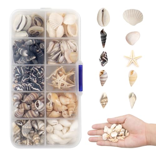 TOKSEO 200–230 Stück Kleine Muscheln Deko, Muscheln zum Basteln, Gemischt Ungebohrt Mini Muschel Seesterne Muschelperlen für Vase Füllstoffe, DIY Dekorationsgemälde von TOKSEO