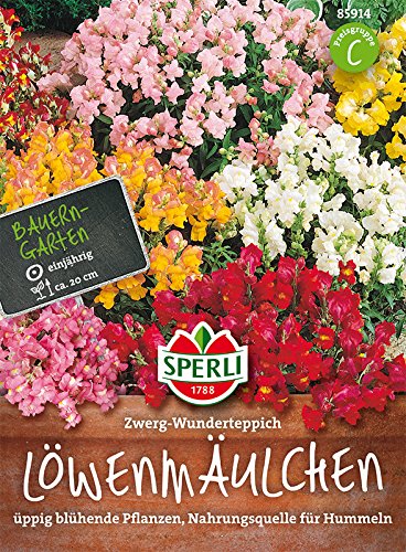 Löwenmaul, Zwerg-Wunderteppich von TOM-GARTEN
