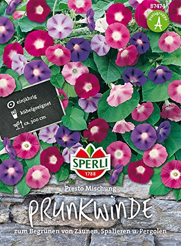 Prunkwinde, SPERLING´s Presto Mischung Prunkwinde, SPERLING´s Presto Mischung von TOM-GARTEN