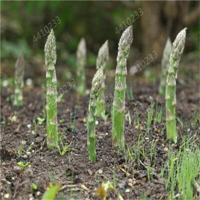 TOMHY 50 Stück Spargel Bio Heirloom Rare Grün Gemüse Staudengarten kleines Glück zu Hause Pflanze Blumentopf Pflanzer: 9 von TOMHY