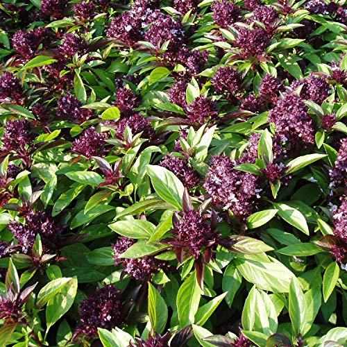 TOMHY Samen-Paket: 30 + Seeds: Siam Queen-Thai-Basilikum-Samen (Ocimum basilicum) Samen von TOMHY