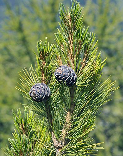 TOMHY Samen-Paket: Keim Seeds PLATFIRM-5 Samen von Pinus Cembra Zirbe Seed von TOMHY