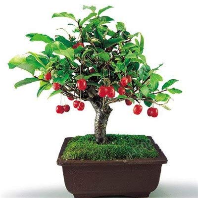 TOMHY Ziziphus Jujube Bonsai sehr süß gesund Bio Rot Jujube Pflanze Bonsai Obstpflanze für DIY Hausgarten 5 PC: 9 von TOMHY