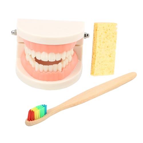 TOPBATHY 1Satz Zahnputzset für Junge Mädchen Standard Zähne Modell für Zahnpflege Lehrmittel für Mundhygiene und Zahnputztechnik Holz-zahnbürste für Kleine Hände Kreatives Lernspielzeug TOPBATHY 1Satz Zahnputzset für Junge Mädchen Standard Zähne Modell für Zahnpflege Lehrmittel für Mundhygiene und Zahnputztechnik Holz-zahnbürste für Kleine Hände Kreatives Lernspielzeug von TOPBATHY