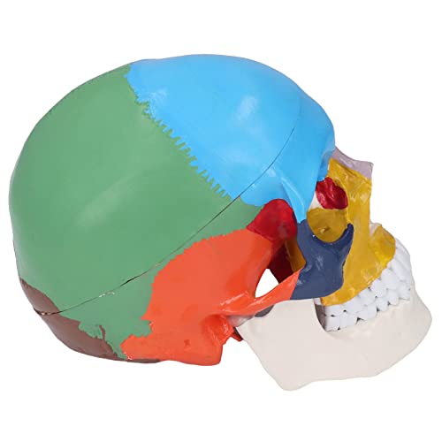 TOPINCN Anatomisches Modell des Schädels in 3 Teilen Hauptsächlich Zum Lehren, Angepasst für die Verwendung Im Unterricht, Im PVC -Material TOPINCN Anatomisches Modell des Schädels in 3 Teilen Hauptsächlich Zum Lehren, Angepasst für die Verwendung Im Unterricht, Im PVC -Material von TOPINCN
