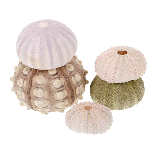 TOPPERFUN 1 Satz Teiliges Seeigel Muscheln Dekoration Natürliche Meeresblumen Töpfe Für Luftpflanzen Für Fensterbrett Tischdeko Und Kreative Bastelprojekte 5 Stück von TOPPERFUN