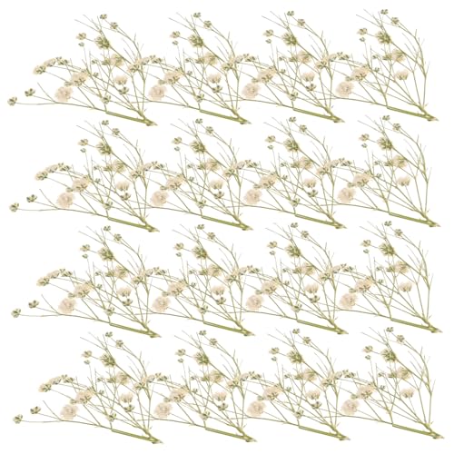 TOPPERFUN Getrocknetes Schleierkraut Deko Trockenblumenstrauß Natürliche DIY Trockenblumen für Hochzeit Party Wohnkultur Pflanzendeko Langlebig und Zart TOPPERFUN Getrocknetes Schleierkraut Deko Trockenblumenstrauß Natürliche DIY Trockenblumen für Hochzeit Party Wohnkultur Pflanzendeko Langlebig und Zart von TOPPERFUN