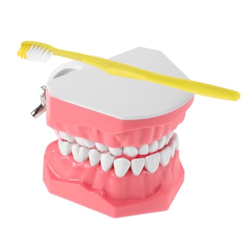 TOPPERFUN Mundmodell mit Realistischem Zahnputzmodell Kindgerechtes Interaktives Zahnpflege übungsset für Leicht zu Reinigen Pädagogisches Werkzeug zur Zahnputzschulung von TOPPERFUN