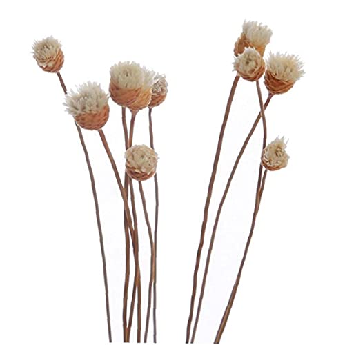 TOSSPER 20 Pc/Set Diffusor-Sticks Rattan Flower Bud Rose Ersatz Refill Rattanstöcke Für Essential Oil Diffuser Für Privatanwender Schlafzimmer Badezimmer von TOSSPER